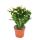 Christmas Cactus - Schlumbergera - Set of 3 plants