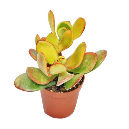 Crassula portulacea "Sunset" - mittelgrosse Pflanze im 8,5cm Top