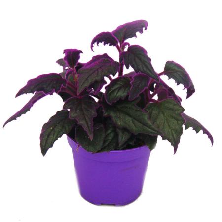 Gynura Purple Passion - Samtblatt - Samtnessel - lilafarbene Pflanze - 9cm