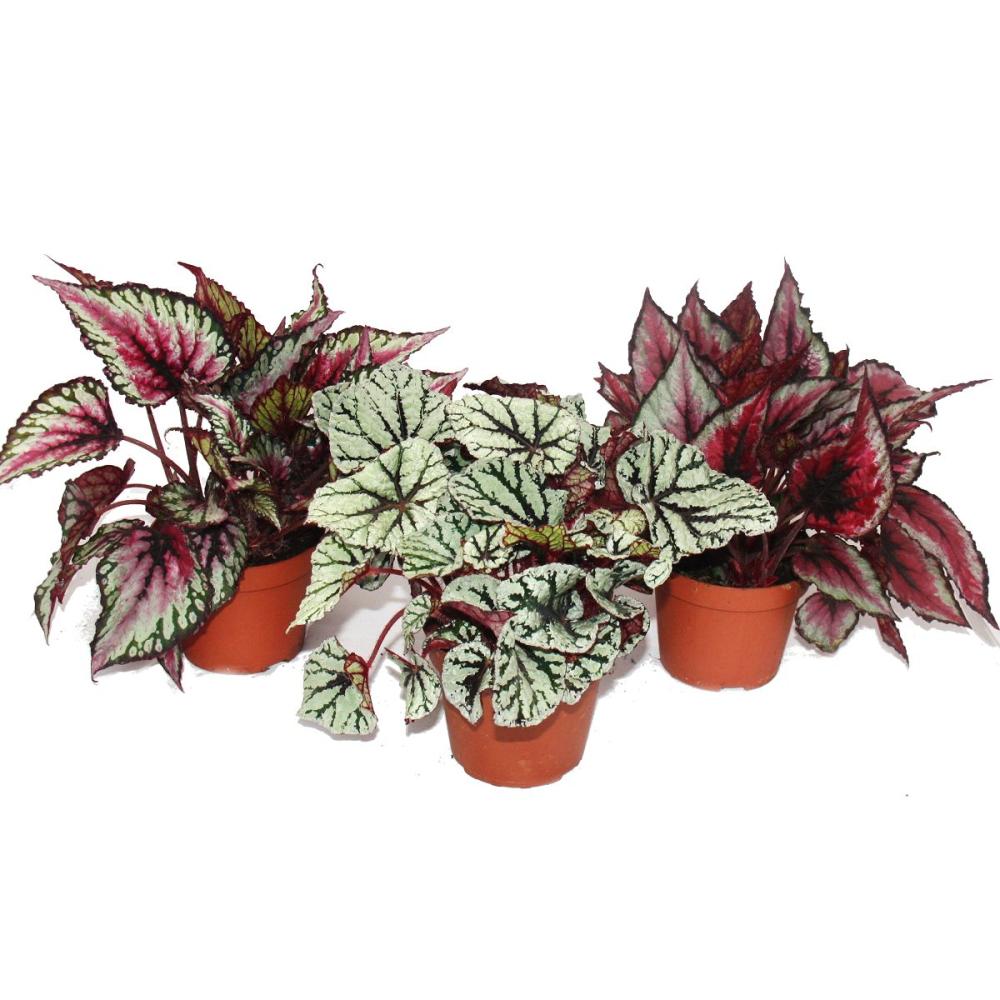 mix of ornamental-leaved begonias "botanica" - 3 plants - 12cm pot