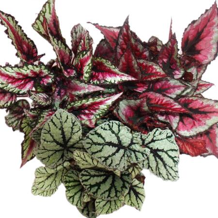 Leaf begonia mix 