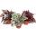 Mix of ornamental-leaved begonias "Botanica" - 3 plants - 12cm pot