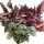 Mix of ornamental-leaved begonias &quot;Botanica&quot; - 3 plants - 12cm pot