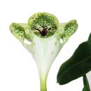 Bougeoir grimpant - Ceropegia sandersonii - Pot de 12cm