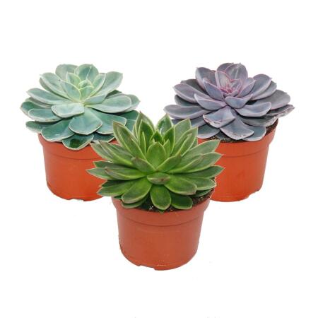 Set of 3 different Echeverien in a 12cm pot