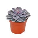 Set of 3 different Echeverien in a 12cm pot