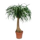 Elephant Foot - Unbranched - Room Plant - approx. 80cm