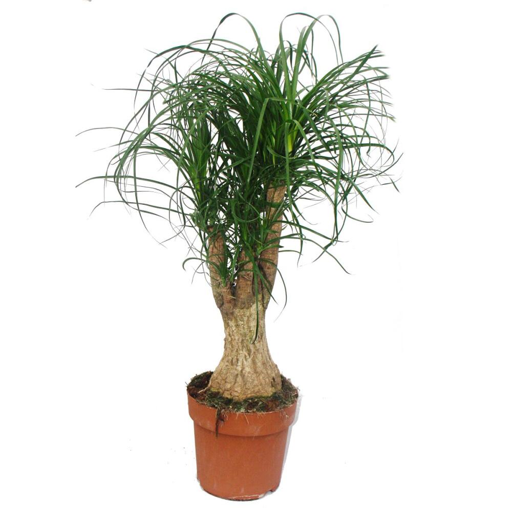 Elephant Foot Branched Room Plant approx. 60cm