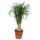 Elephant Foot - Branched - Room Plant - approx. 60cm