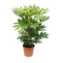 Zimmeraralie - Fatsia japonica var. - ca. 60-80cm hoch -...