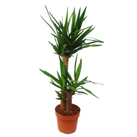 Yucca Palme - Palmlilie - 2 runde St&auml;mme - ca. 80cm hoch