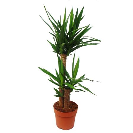 Yucca Palme - Palmlilie - 2 runde Stämme - ca. 80cm hoch