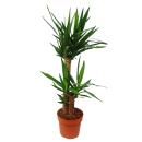 Yucca Palm - Palm Lilly - 2 round stem - approx. 80cm tall