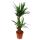 Yucca Palme - Palmlilie - 2 runde St&auml;mme - ca. 80cm hoch