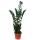 Plante dintérieur  - Zamioculcas - Zamio palmier - ca. 80cm haut