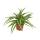 Chlorophytum - Gr&uuml;nlilie - Brautschleppe - 9cm Topf - Zimmerpflanze