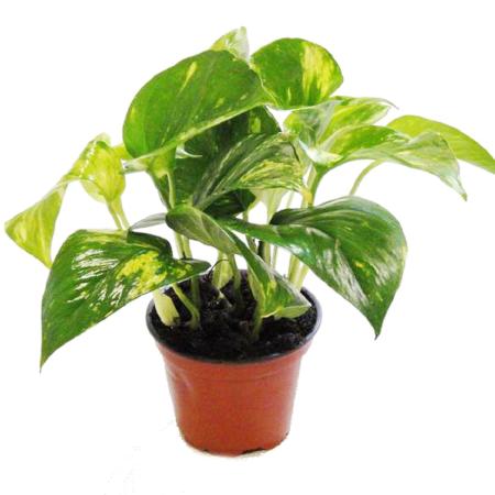 Efeutute - Scindapsus - Epipremnum - 12cm Topf - Zimmerpflanze