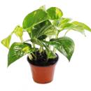 Ivy Tute - Scindapsus - Epipremnum - 12cm pot - houseplant