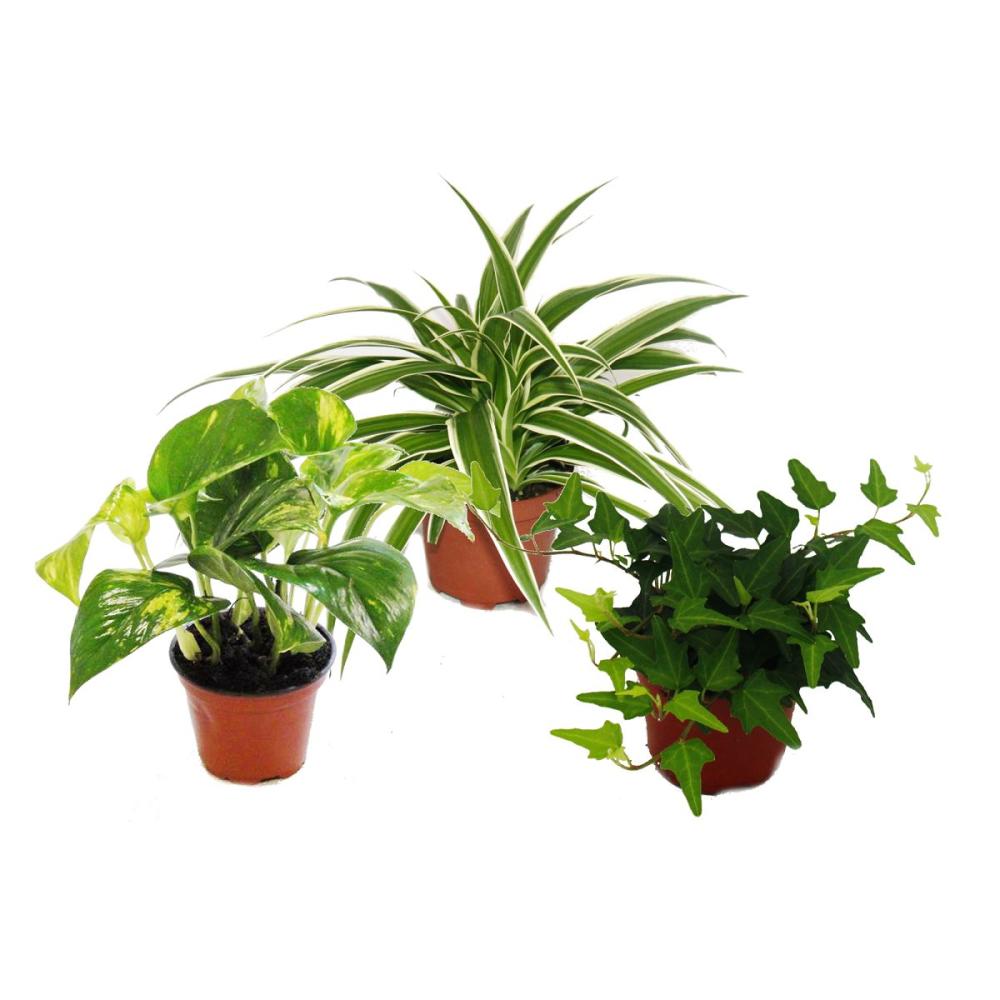 Rankpflanzen Set fürs Zimmer mit 3 Pflanzen 9cm