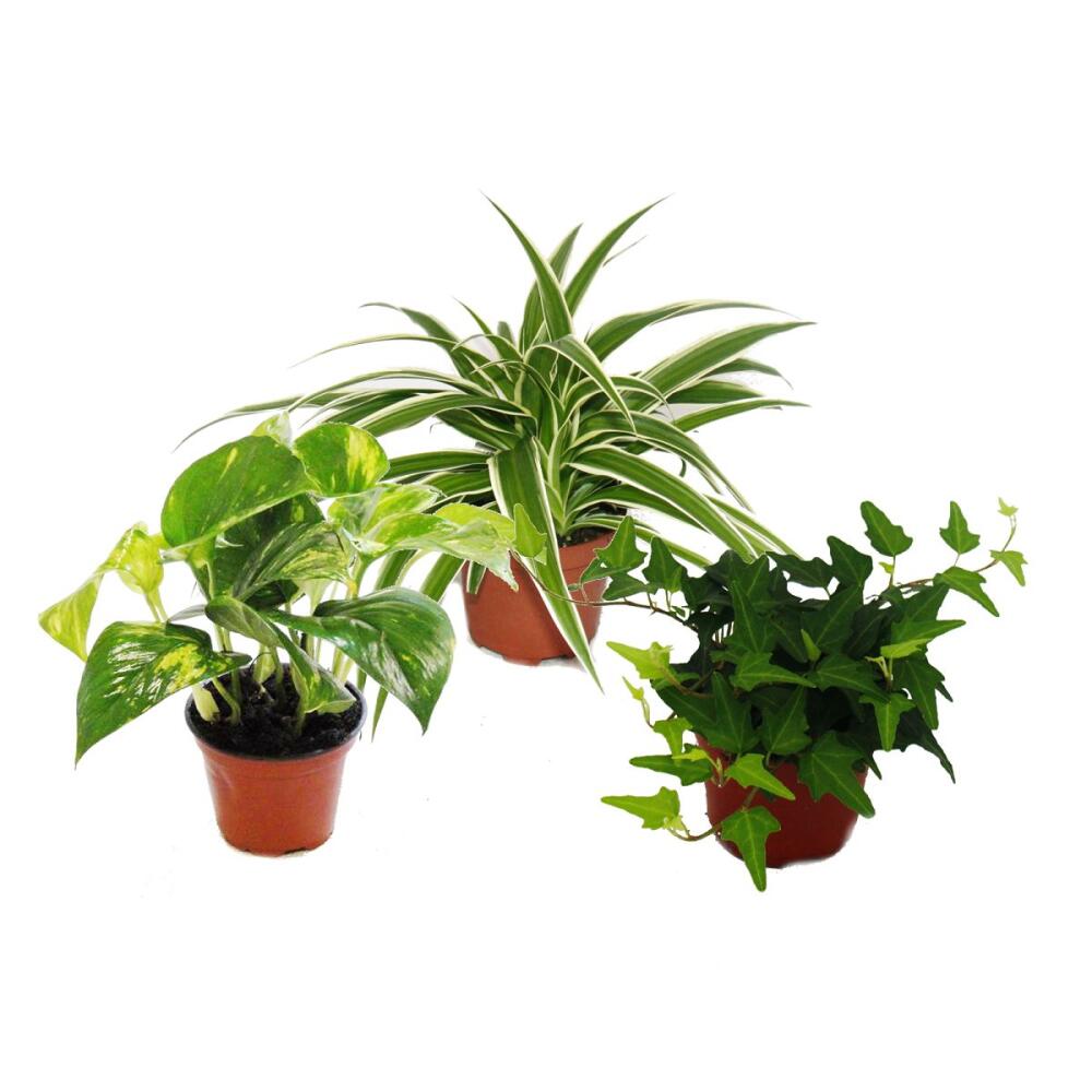 Rankpflanzen Set frs Zimmer mit 3 Pflanzen - 9cm