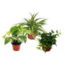 Rankpflanzen Set fürs Zimmer mit 3 Pflanzen - 9cm