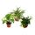 Climbing Plants Set of 3 indoor plants - 9cm