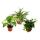 Set de treillis pour la chambre avec 3 plantes - 9cm