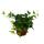 Set de treillis pour la chambre avec 3 plantes - 9cm