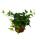 Climbing Plants Set of 3 indoor plants - 9cm