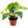 Set de treillis pour la chambre avec 3 plantes - 9cm