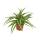 Set de treillis pour la chambre avec 3 plantes - 9cm