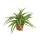 Climbing Plants Set of 3 indoor plants - 9cm