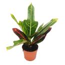 Arbuste magique - Croton var - pot de 9cm - plante dintérieur