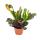 Wunderstrauch - Croton var.  - Codiaeum - 9cm Topf - Zimmerpflanze