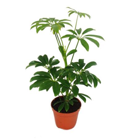 Aria de rayonnement - Schefflera - pot de 9cm - plante dintérieur - hauteur env. 25cm