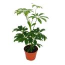 Strahlenaralie - Schefflera - 9cm Topf - Zimmerpflanze -...