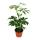 Umbrella Tree - Schefflera - 9cm pot - room plant - approx. 25cm tall