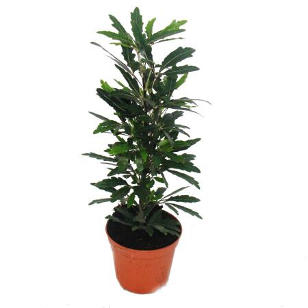 Fingeraralie  - grün - Dizygotheca - 9cm Topf