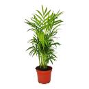 Set de 3 plantes dintérieur - type 1- 9cm