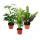 Zimmerpflanzen Set mit 3 Pflanzen - Typ 1- 9cm