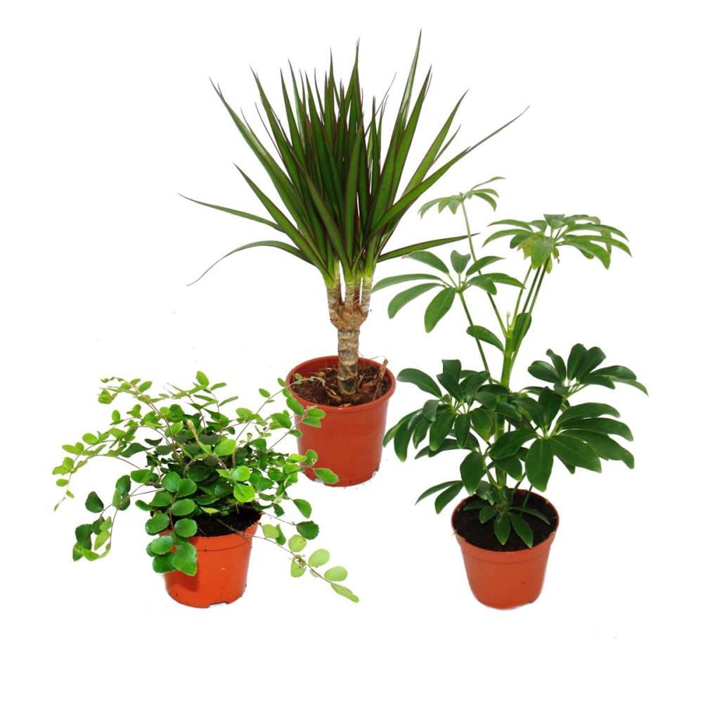 1 Kaffee-Pflanze und 1 Zimmerpalme Zimmerpflanzen-Set aus 1 Drachenbaum 20-40 cm hoch 12 cm Topf jeweils mit weißem Dekotopf 