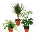 Zimmerpflanzen Set mit 3 Pflanzen - Typ 2 - 9cm