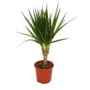 Room plants Set of 3 plants - Type 2 -9cm