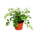 Room plants Set of 3 plants - Type 2 -9cm