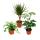 Room plants Set of 3 plants - Type 2 -9cm