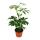 Room plants Set of 3 plants - Type 2 -9cm