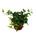 Grand ensemble de 5 plantes dintérieur - 9cm