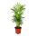 Large set of room plants with 5 plants - 9cm