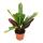 Large set of room plants with 5 plants - 9cm