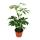 Large set of room plants with 5 plants - 9cm